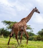 South Africa Kenya With Victoria Falls - Image 3