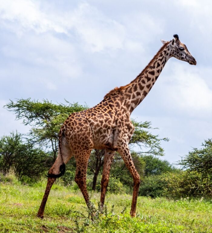 South Africa Kenya With Victoria Falls - Image 3
